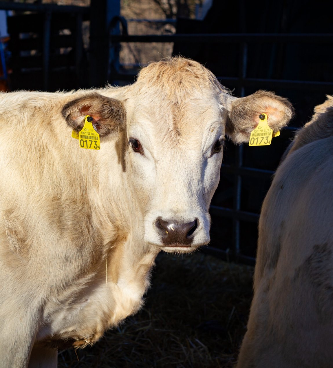 Les vaches de la Famille Graf