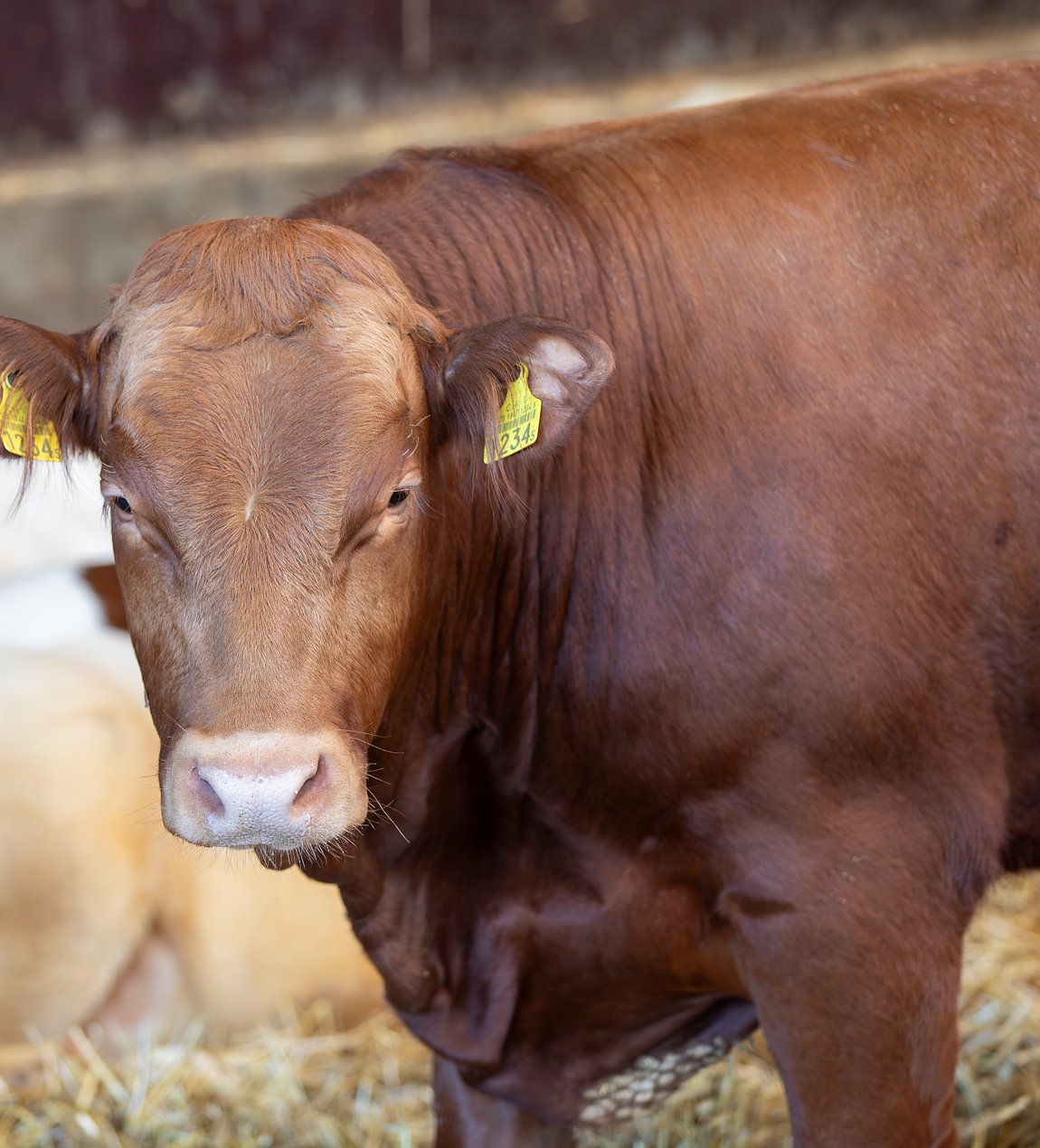 Les boeufs de l'exploitation A la Ferme à Ponthaux