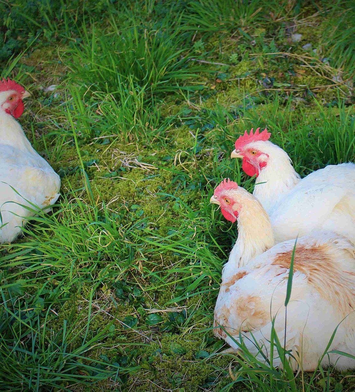 Les chapelons et pintades de la Ferme des Bouleaux