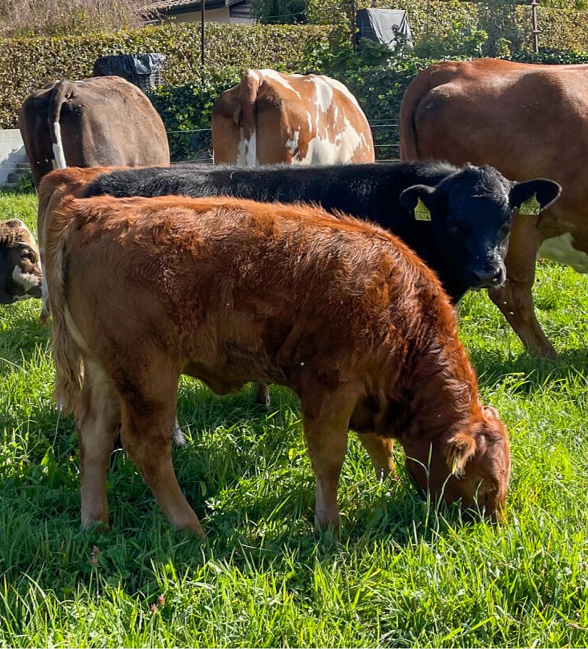 Le broutard de Directferme
